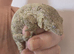 Leachianus Gecko F2 Tremper line Bayonnaise x Moro CB 25