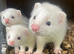 8 week old ferrets for sale