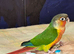 Hand reared tame yellowsided gcc (11)