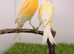 Yellow dimorphic canary pair