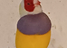 Adult cock gouldian finches for sale