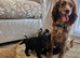 Cocker spaniel pups