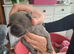 Health tested parents whippet puppies