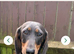 Miniature daschund 10 months old female