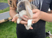 Male young mini lops