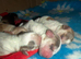 STUNNING SHOW COCKER SPANIEL PUPPIES