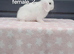 Purebred mini lop rabbits ready now