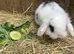 Mini Lion Lop Boys 9 Weeks Old