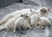 Ragdoll pedigree