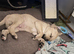 Lurcher x Staff puppy