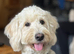 8 beautiful Goldendoodle puppies