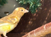 2 raza hen canary’s