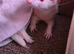 Albino jill