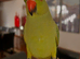 Semi tame baby green ringneck