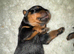 Stunning pedigree Rottweiler cubs