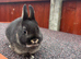 Beautiful black otter Netherland dwarf