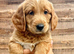 !!!REDUCED!!! STUNNING GOLDENDOODLE PUPPIES
