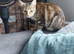 Mixed Breed Kittens