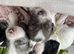 Premium Rare F1 Sproodle Pups &ndash; Champion Lines