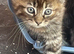 Beautiful kittens ready to leave now