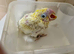 Lesser Sulphur Crested Cockatoo