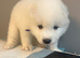 5 beautiful Samoyed Puppies