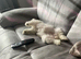 Nelly looking for new home due to no fault of her own