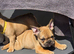 9 week old french bulldog pup