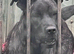3/4 cane corso 1/4 Belgium Malinois