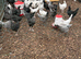 Hybrid pullets