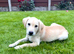 Gorgeous Labrador Puppies