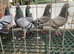 Figurita pigeons for sale