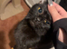 Male cat