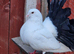 Fantail black tail pigeon pair for sale.