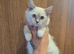 3 stunning ragdoll kittens left
