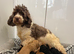 Miniature cockerpoo puppies
