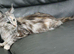 Amaria/breeding pair