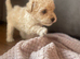 Holistic Malipoos for sale