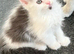 Stunning kittens looking for their forever homes