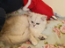 Beautiful Pedigree Chinchilla Persian Kitten.