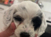 4 Stunning cockapoo puppies