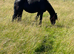 Lovely little fell pony type mare