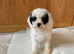 F1 cavapoos