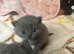 Gorgeous pedigree British shorthaired for sale