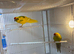 Proven breeding pair of kakarikis