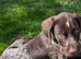 Gurman wire hair pointer/ gurman sort haired ponter