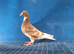 Muleman young birds