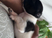 2 cocker spaniel x jack Russell puppies