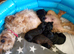 Stunning yorkiepoo puppies