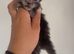 Maine coon kittens